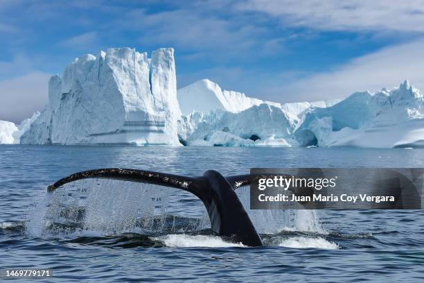 close-up of the tail fin of a humpback whale (megaptera novaeangliae) swiming among of icebergs at ilulissat icefjord, unesco world heritage site, greenland - pod group of animals stock pictures, royalty-free photos & images