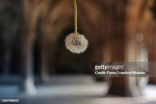 suspended dandelion puff in glasgow university cloisters - watson stock pictures, royalty-free photos & images
