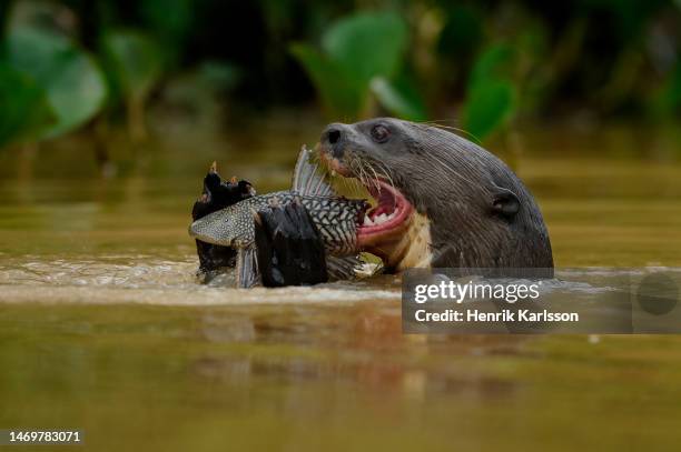 giant otter (pteronura brasiliensis) in cuiaba river, pantanal - river otter stock pictures, royalty-free photos & images