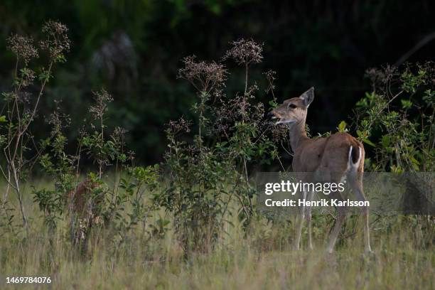 147 Pampas Grasslands Photos and Premium High Res Pictures - Getty Images 147 Pampas Grasslands Photos and Premium High Res Pictures - Getty Images