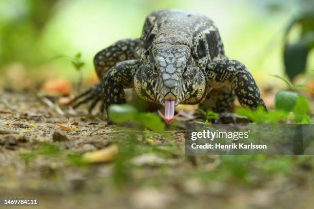 black tegu lizard in pantanal - black and white tegu stock pictures, royalty-free photos & images