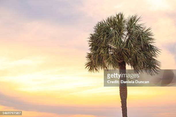 palmetto tree - palmetto stock pictures, royalty-free photos & images
