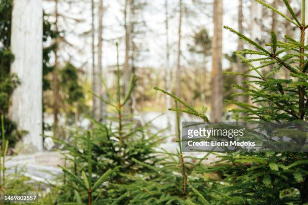 landscape of a pine forest on a summer day - daylight saving time 2021 stock pictures, royalty-free photos & images