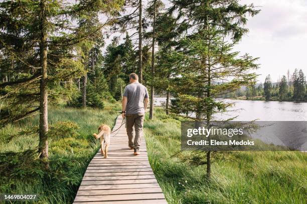 a man with a dog labrador retriever walks through the forest and enjoys nature. hiking with dogs - riserva naturale foto e immagini stock
