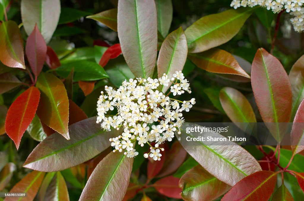 Red Tip Photinia Shrub Flower Cluster High-Res Stock Photo - Getty Images