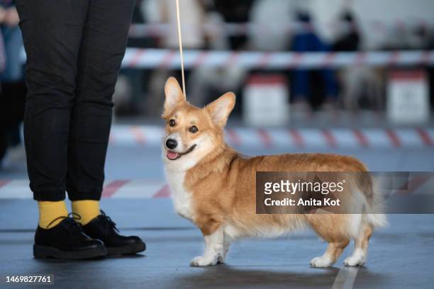 welsh pembroke corgi at the dog show - best in show dog stock pictures, royalty-free photos & images
