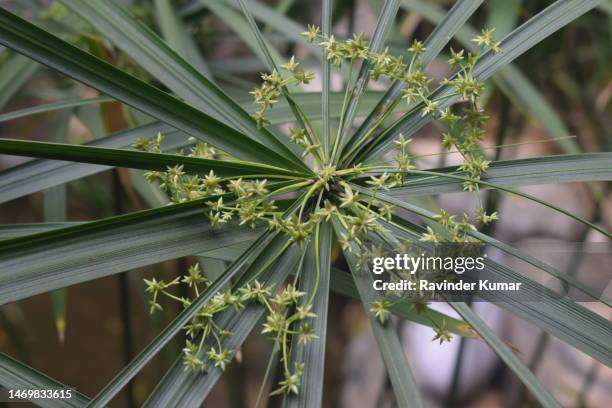 bright green umbrella palm plant looking beautiful. cyperus alternifolius. cyperaceae family. - dispersal botany stock pictures, royalty-free photos & images