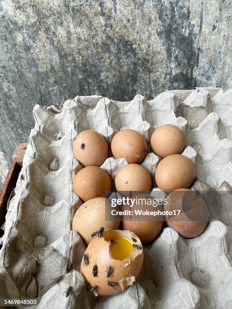 rotten eggs - dry rot stock pictures, royalty-free photos & images