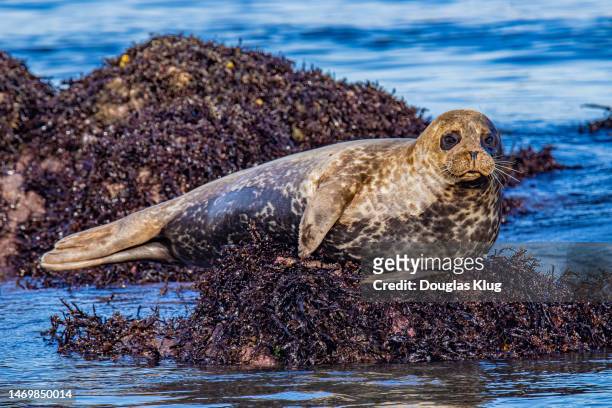 seal 4 february 18 2023 - black eyeshadow stock pictures, royalty-free photos & images