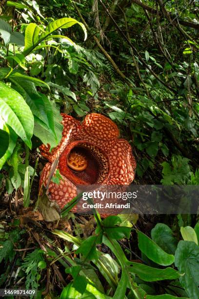 rafflesia kemumu - rafflesia arnoldii stock pictures, royalty-free photos & images