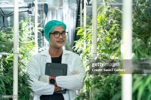 professional researchers working in a hemp field are checking plants. - illegal drugs at work stock pictures, royalty-free photos & images