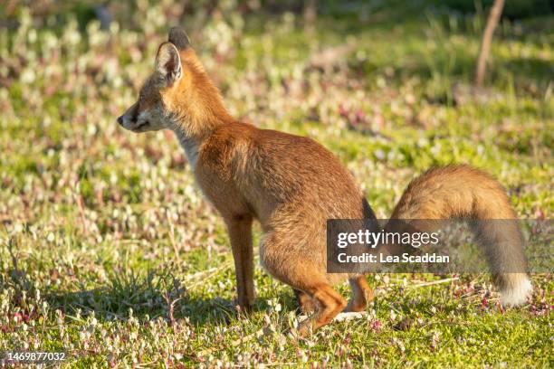 red fox doing its business - men taking a dump stockfoto's en -beelden
