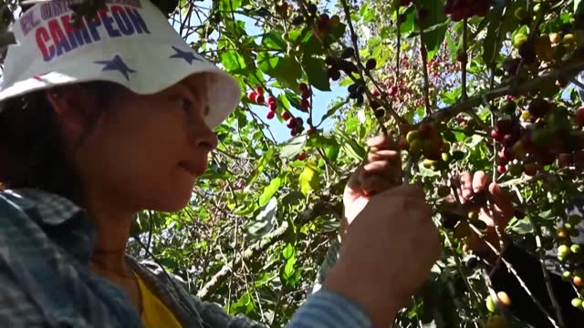 HND: La migración hacia EEUU golpea la cosecha de café en Centroamérica