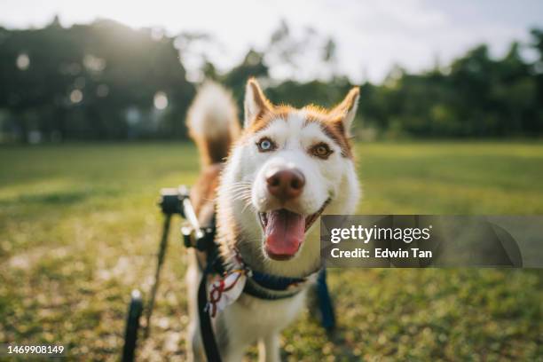 portrait disable heterochromia red siberian husky in wheelchair in public park looking at camera weekend morning - head wound stock pictures, royalty-free photos & images