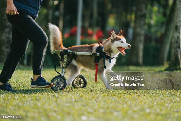 cojeando heterochromia husky siberiano rojo en silla de ruedas corriendo durante la mañana del fin de semana en un parque público con una dueña de mascota - training wheels fotografías e imágenes de stock