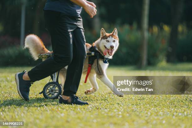 cojeando heterochromia husky siberiano rojo en silla de ruedas corriendo durante la mañana del fin de semana en un parque público con una dueña de mascota - training wheels fotografías e imágenes de stock