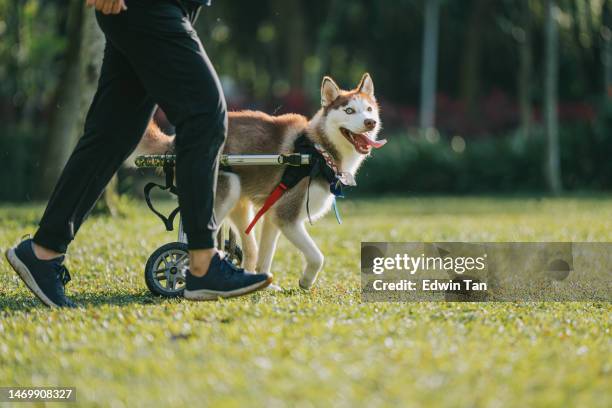 limping heterochromia red siberian husky in wheelchair running during weekend  morning in public park with female pet owner - heterochromatin stock pictures, royalty-free photos & images