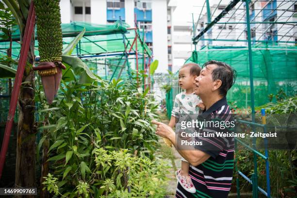 großvater und enkelin im gemeinschaftsgarten - singapore gardens stock-fotos und bilder