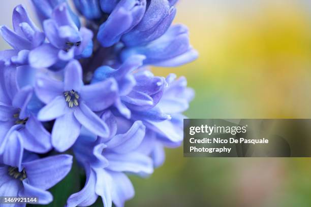 close-up of blue hyacintus (hyacinth) orientalis flowers - flower pot stock pictures, royalty-free photos & images