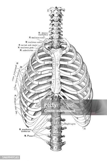 old engraved illustration of bones of human spine and ribs - rib cage bildbanksfoton och bilder