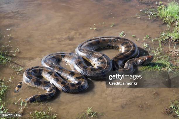 anaconda snake in water - anaconda snake stock pictures, royalty-free photos & images