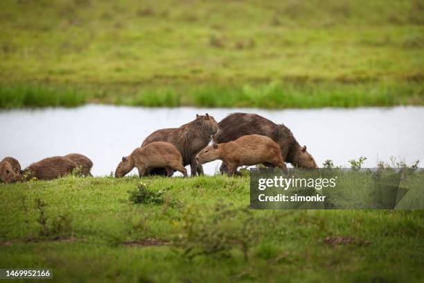 capibaras pastando hierba - poncho fotografías e imágenes de stock