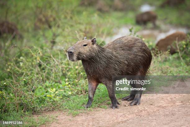 Capybara With Rondo Capybara Rodent Photos and Premium High Res Pictures - Getty Images