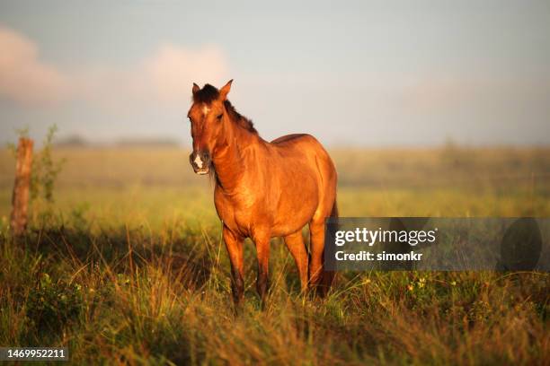 horse standing on field - horse stock pictures, royalty-free photos & images