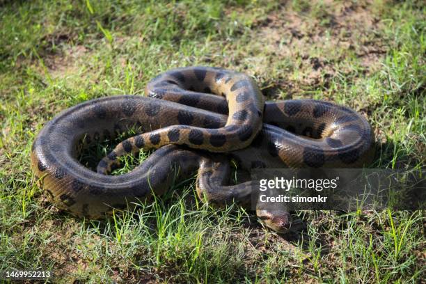 anaconda snake on grass - anaconda snake stock pictures, royalty-free photos & images