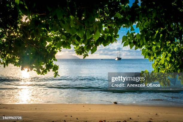 beautiful sunset on mahe island in seychelles. sun rays through tree leaves. tourist destination - victoria seychelles fotografías e imágenes de stock