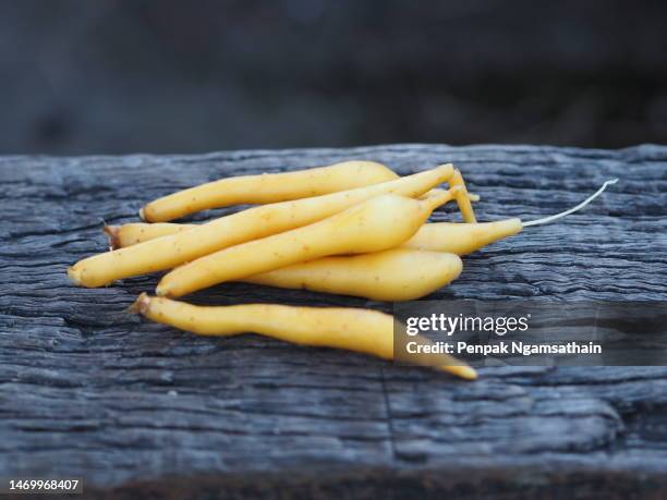 boesenbergia rotunda herb - boesenbergia stock pictures, royalty-free photos & images