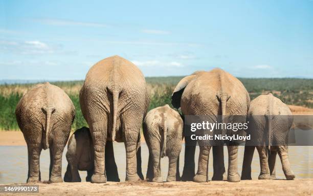 elephants drinking at the bank of a river in the african bush - herbivoor stockfoto's en -beelden