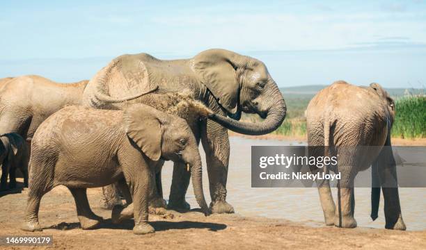 elefantenherde hält an einem fluss im afrikanischen busch an, um wasser zu holen - animal family stock-fotos und bilder