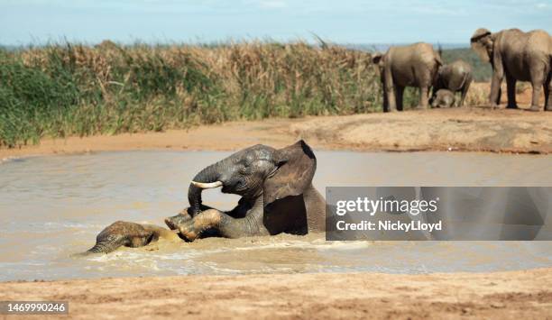 elephants enjoying a bath in a river in the african bush - een bad nemen stockfoto's en -beelden