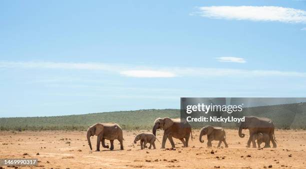 アフリカの乾燥した平原を歩く象の群れ - サバンナ地帯 ストックフォトと画像