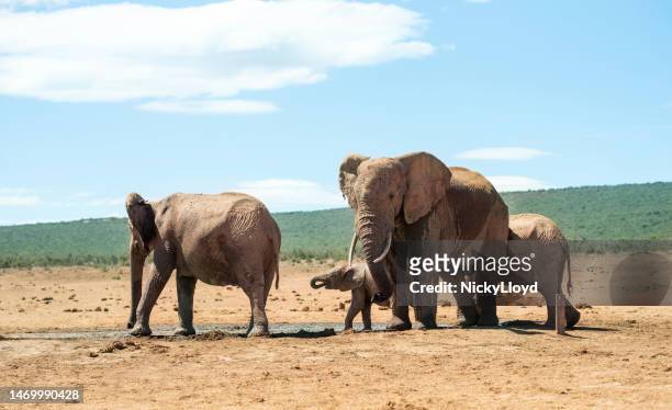 elefantenherde auf dem weg zu einer schlammgrube in einer ebene in afrika - animal family stock-fotos und bilder