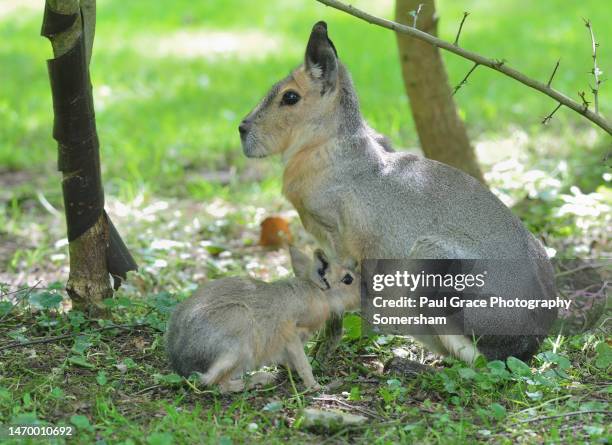 Mara And Rabbit 135 Mara Rodent Stock Photos, High-Res Pictures, and Images - Getty Images