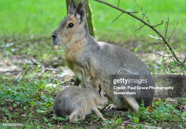 Mara And Rabbit 135 Mara Rodent Stock Photos, High-Res Pictures, and Images - Getty Images