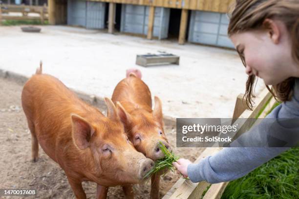 feeding the pigs - pigsty stock pictures, royalty-free photos & images