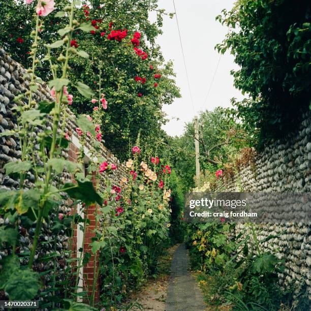 summer details - hollyhock stock pictures, royalty-free photos & images