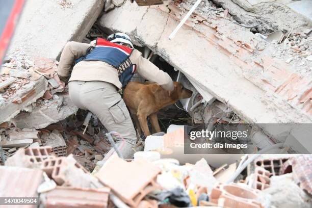 Search and rescue dog and soldier looking for people in the wreckage of the building on February 26, 2023 in Malatya, Türkiye. The death toll from a...