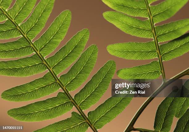 highlighted leaf veins on fern fronds under back light - farn stock-fotos und bilder