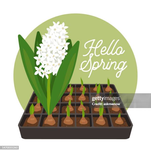 white hyacinth flower - hyacinth stock illustrations