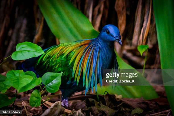 exotic nicobar pigeon - jungle animal stockfoto's en -beelden