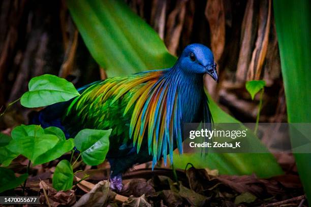 exotic nicobar pigeon - vilda djur bildbanksfoton och bilder