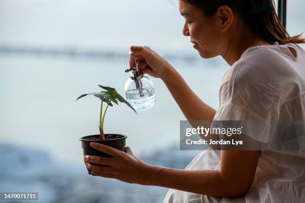 woman watering potted plant at home - holding watering can stock pictures, royalty-free photos & images