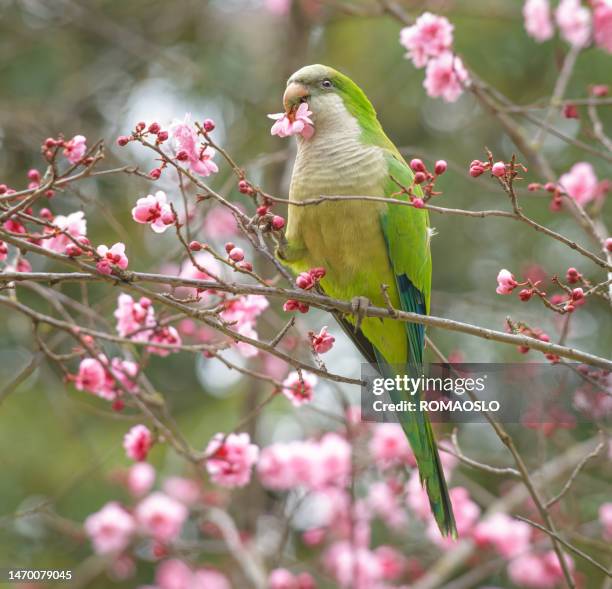 parakeet feeding on pink flowers, rome italy - parrot stock pictures, royalty-free photos & images