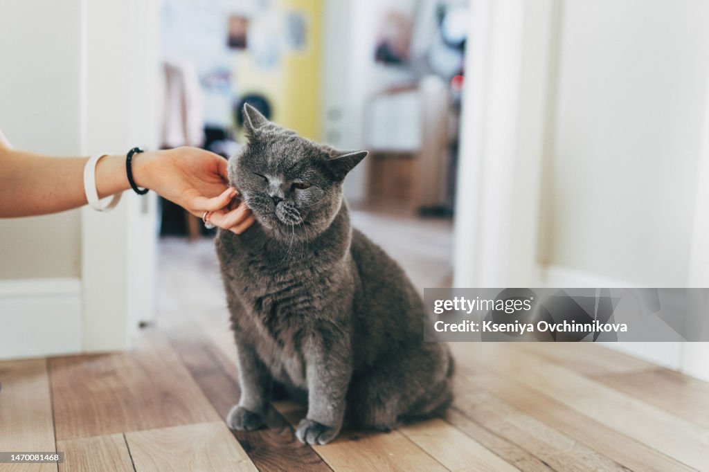 Happy cute ginger cat likes being stroked by woman's hand. The red cat lies and the hand of a woman strokes and scratches.
