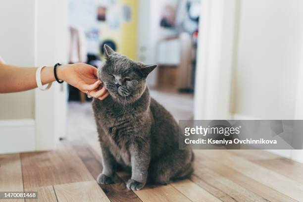 happy cute ginger cat likes being stroked by woman's hand. the red cat lies and the hand of a woman strokes and scratches. - funny massage stock pictures, royalty-free photos & images