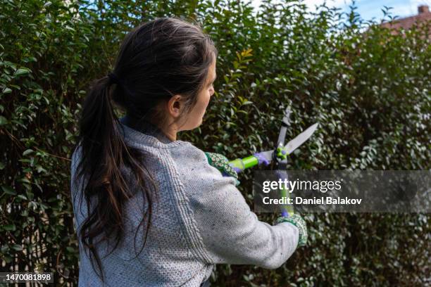 gardening. woman gardener trimming hedge. - evergreen plant stock pictures, royalty-free photos & images